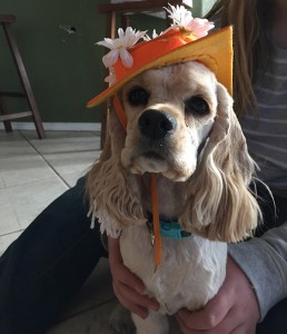 Daisy in her graduation hat
